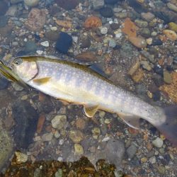九頭竜川水系でイワナ釣り